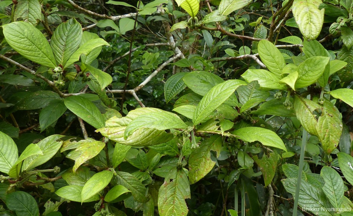 Psychotria dubia var. dubia (Wight) Alston